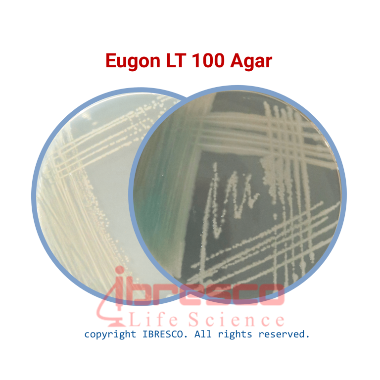 محیط کشت اگون ال تی براث Eugon LT100 ایبرسکو